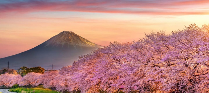 SAKURA DÖNEMİ  JAPONYA TURU 